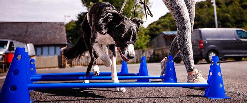 a dog being taken for injury recovery steps