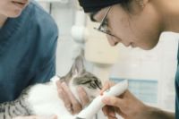 Vet carrying out a procedure on a cat 