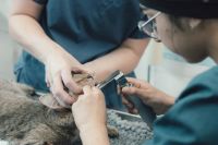 A female vet examines a cat