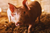 A juvenile pig in a barn