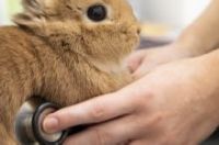 A vet listens to a rabbit's heart using a stethoscope