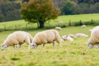 A flock os sheep at pasture