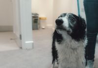 Elderly border collie standing alone at vets 