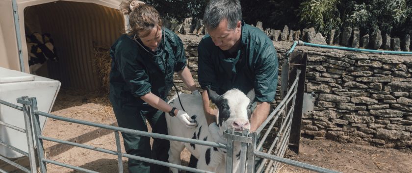 Two vets examine a calf in an outdoor pen on a farm