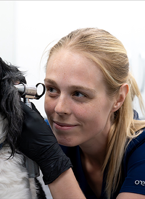 Lauren Hargrave, new VN Council member 2026