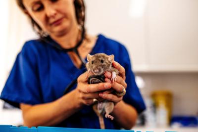 Vet uses stethoscope to listen to rat's chest