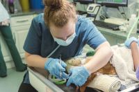 A female veterinary surgeon carrying out an operation on a cat