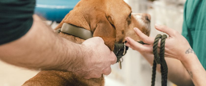 A vet examines a dog