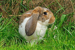 Picture of a lop eared rabbit