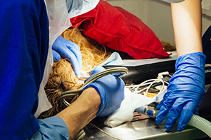 Veterinary surgeon performing a dental procedure