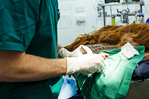 Veterinary surgeon performing surgery on a dog 