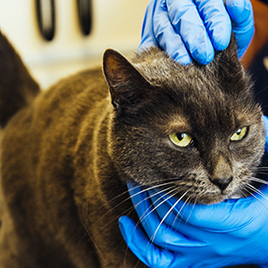 Cat being examined by veterinary surgeon 