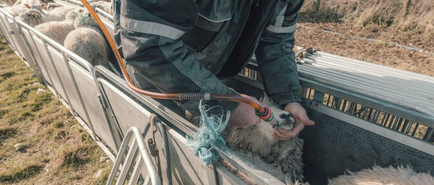 A vet administering medicine to a sheep in the field
