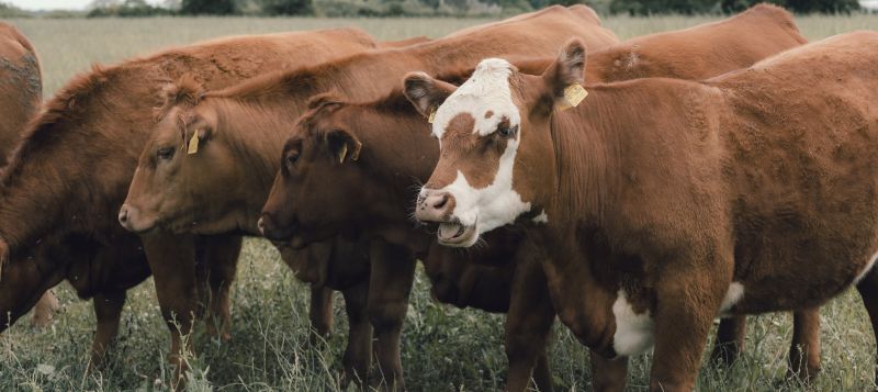 A herd of red cattle in a field