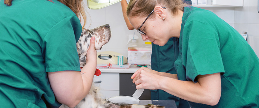 RVN Starting Out Academy course image - two nurses tending to a dog