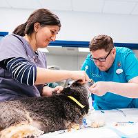 Vet professionals examining a dog in a clinical setting