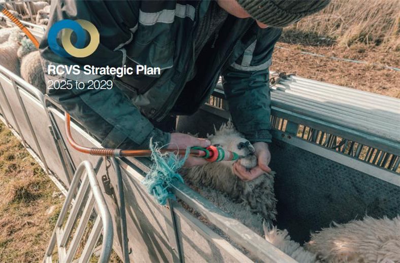 A male vet dispensing medicine to a sheep