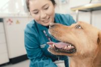 Female vet and golden Labrador 