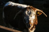 A brown and white, long-horned cow 