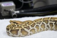 Brown and white snake on vet's consulting table