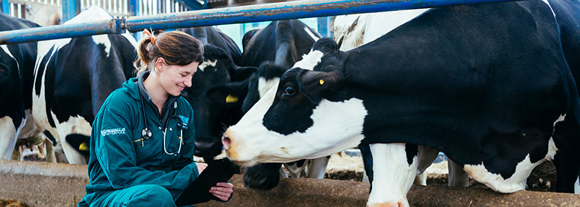 EMS Feature - vet with clipboard and cows