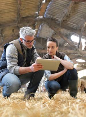 Vet and graduate vet working together in a barn looking over a clipboard
