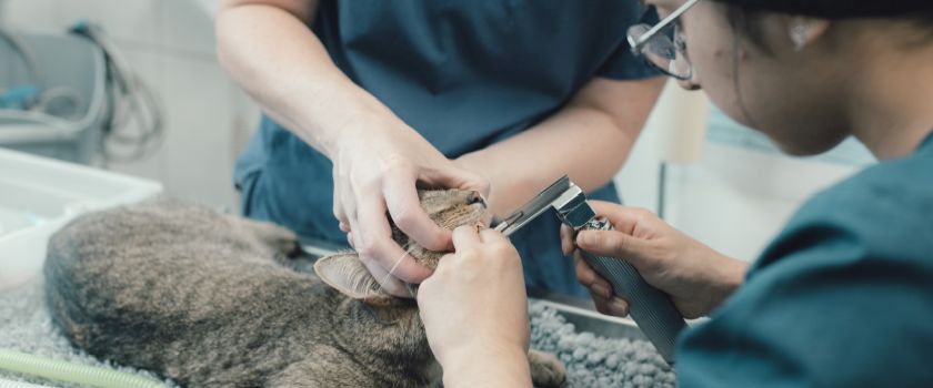 Vets and cat