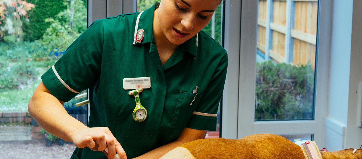 Veterinary nurse with dog