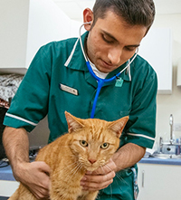 Male veterinary nurse examining a cat in a clinical setting