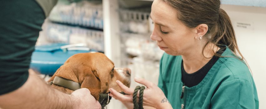 A veterinary nurse attending to a dog
