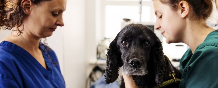 Spaniel in vet practice