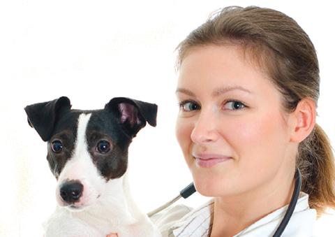 Female veterinary surgeon with dog