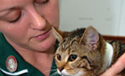 Golden Jubilee for veterinary nursing