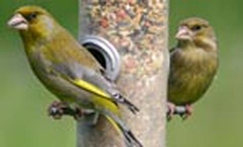 Greenfinches (photo courtesy of Jill Pakenham, BTO)
