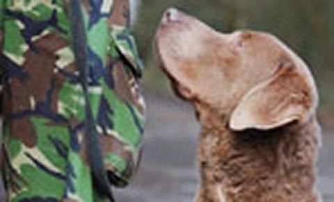 Military dog
