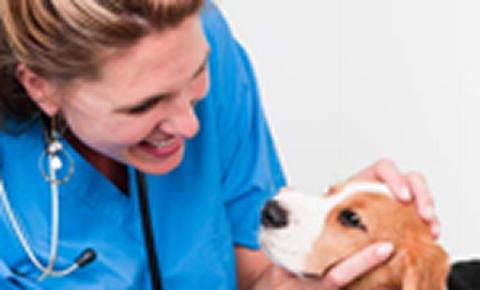 Vet examining dog
