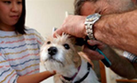 Vet examining dog