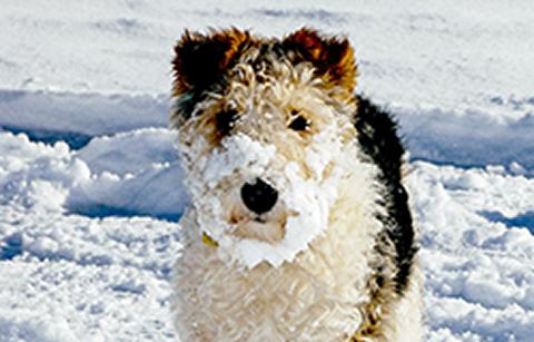 Dog in snow