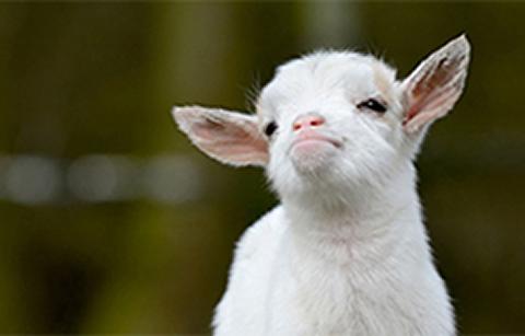 Baby goat