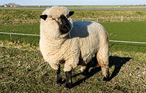 Hampshire sheep