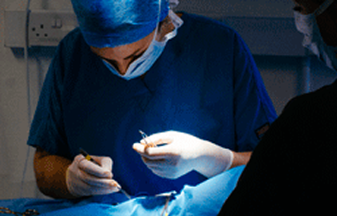 Veterinary surgeon in surgery