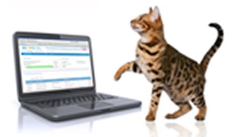 Cat and laptop 