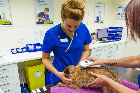 Veterinary nurse scanning for a microchip