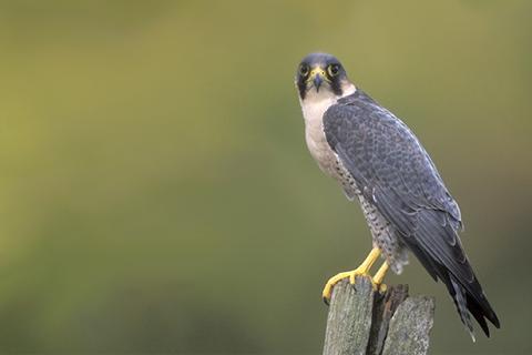 A bird of prey