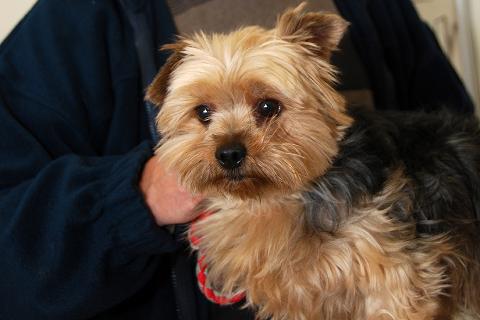 Dog with owner at veterinary practice