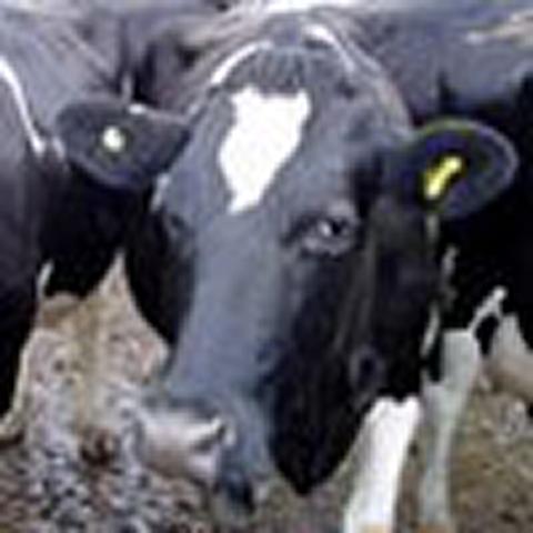 RCVS acknowledges members' TB letter to DEFRA