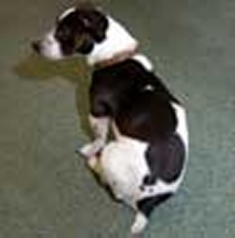RCVS welcomes amendments to Animal Welfare Bill to ban tail-docking of dogs