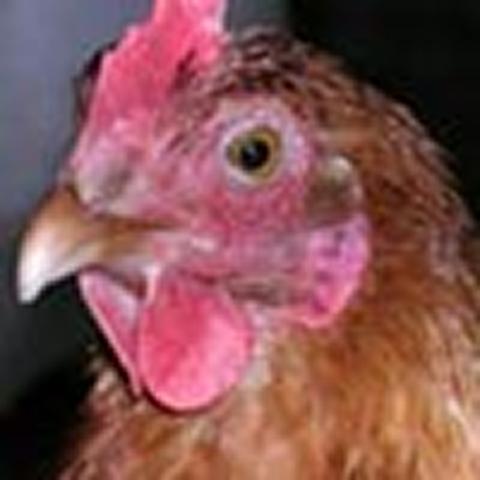 Avian influenza confirmed on North Wales farm