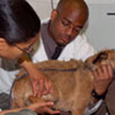 New graduate development programme for veterinary surgeons