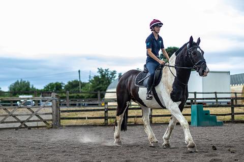 Horse image